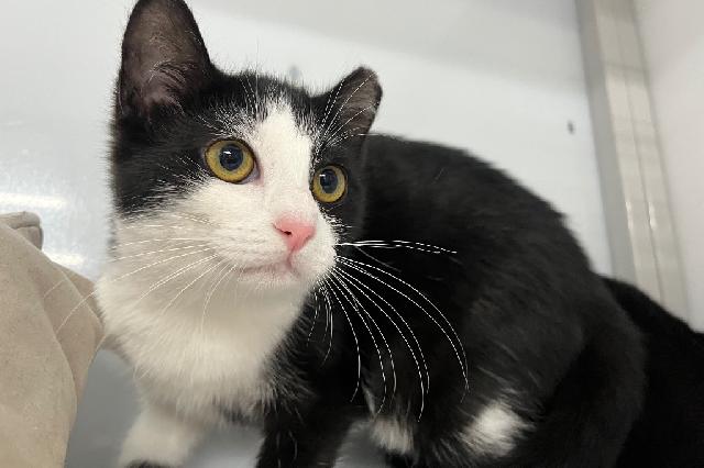 My name is Stardew and I am ready for adoption. Learn more about me!