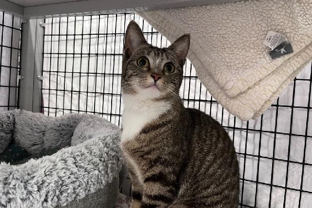 My name is Purriah Carey and I am ready for adoption. Learn more about me!