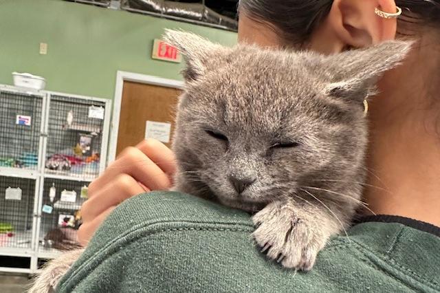 My name is Wonderbread and I am ready for adoption. Learn more about me!