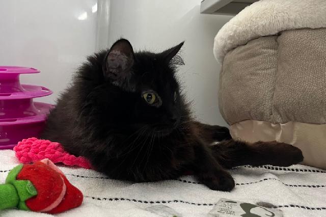 My name at SAFE Haven was Soup Kitchen and I was adopted!