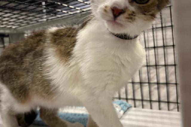 My name is Tiltin' Milton and I am ready for adoption. Learn more about me!