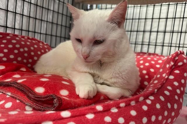 My name is Tequila Blanca and I am ready for adoption. Learn more about me!