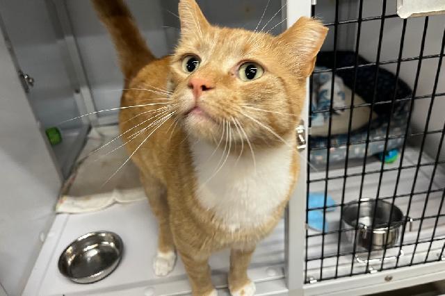 My name is Mr. McCreamy and I am ready for adoption. Learn more about me!