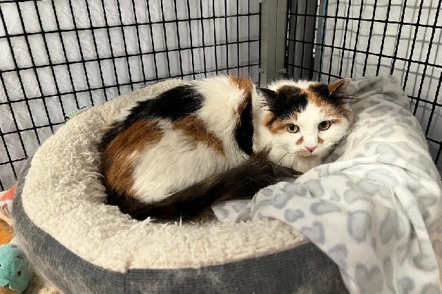 My name is Albariño and I am ready for adoption. Learn more about me!