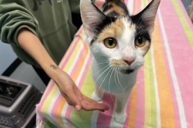 My name is Pine Warbler and I am ready for adoption. Learn more about me!