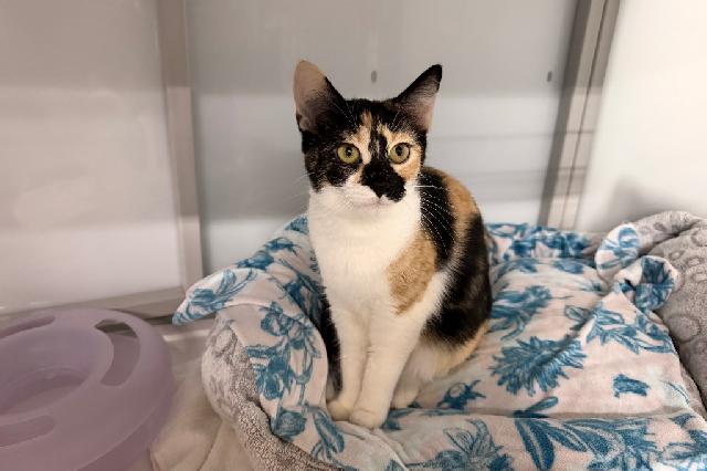 My name is Carolina Wren and I am ready for adoption. Learn more about me!