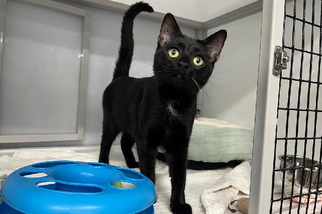 My name at SAFE Haven was Grackle and I was adopted!