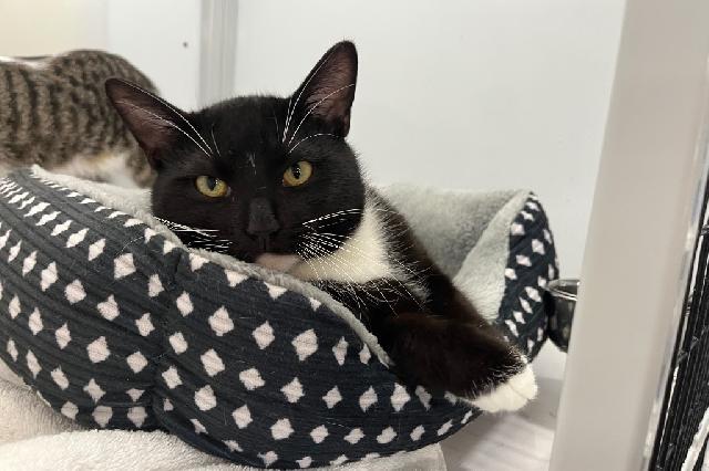 My name is Earvin and I am ready for adoption. Learn more about me!