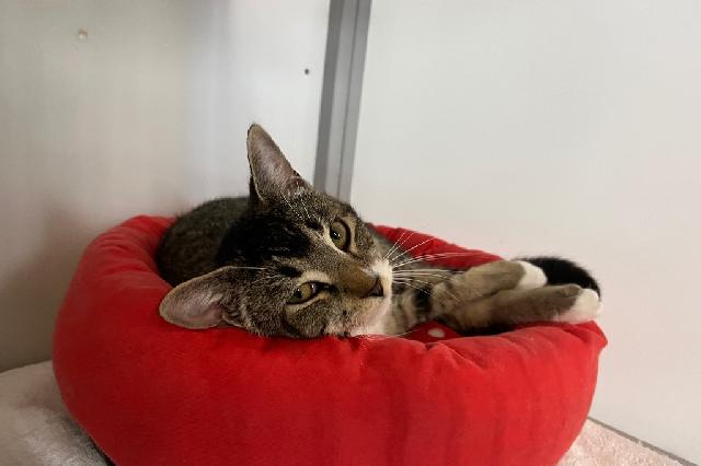 My name is Leyman and I am ready for adoption. Learn more about me!