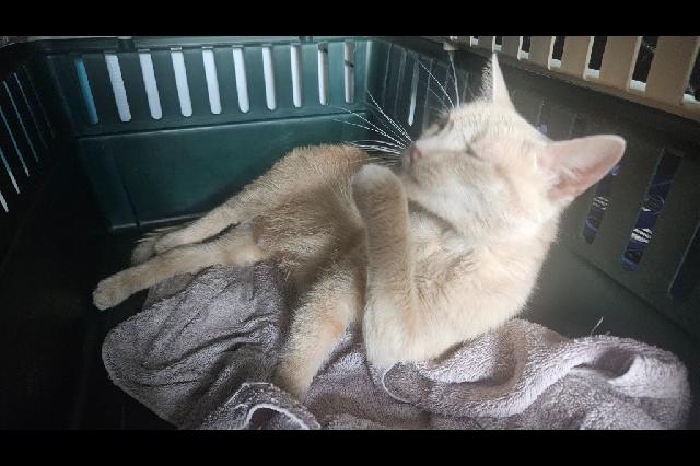 My name at SAFE Haven was Lil' Debbie and I was adopted!