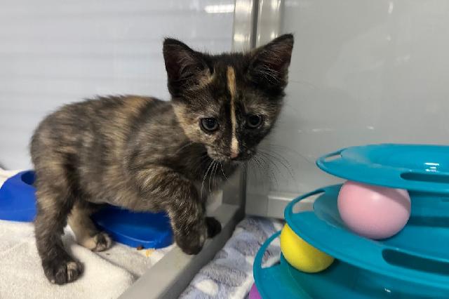 My name is Star Crunch and I am ready for adoption. Learn more about me!