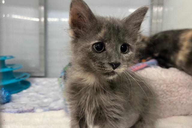 My name at SAFE Haven was Cosmic Brownie and I was adopted!