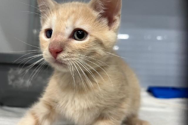 My name is Honey Bun and I am ready for adoption. Learn more about me!