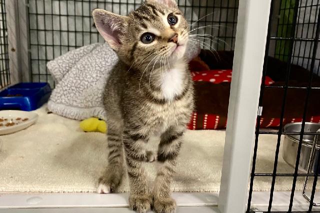 My name at SAFE Haven was Tosya and I was adopted!