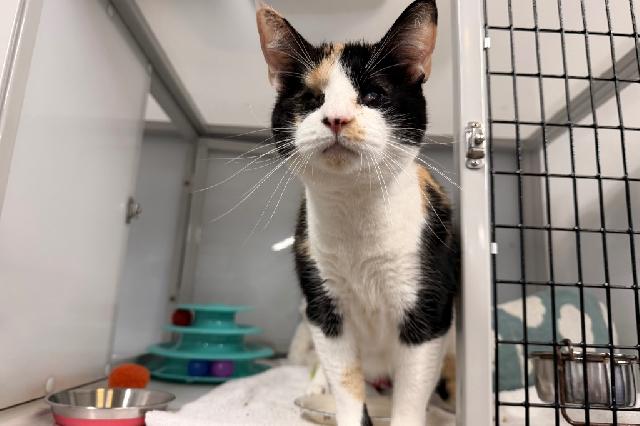 My name is Oracle and I am ready for adoption. Learn more about me!