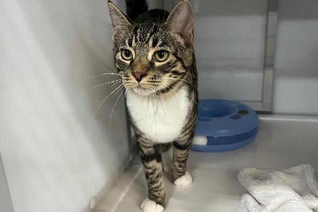 My name is Ruddy and I am ready for adoption. Learn more about me!