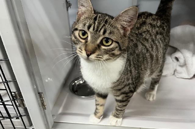 My name is Goldeneye and I am ready for adoption. Learn more about me!