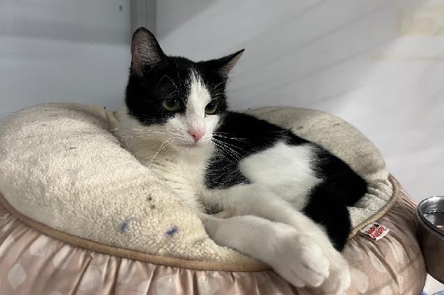 My name is Feebee and I am ready for adoption. Learn more about me!