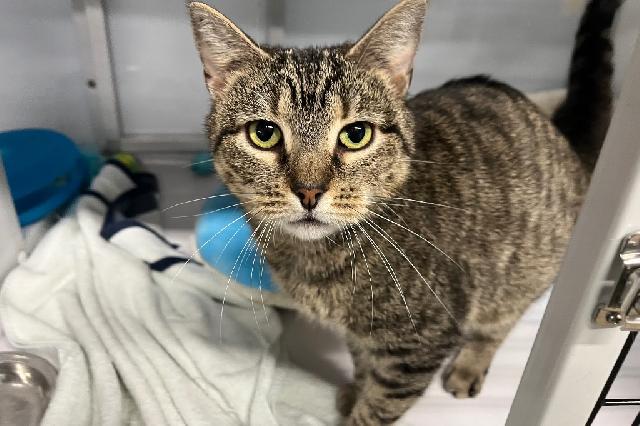 My name is Nixie and I am ready for adoption. Learn more about me!