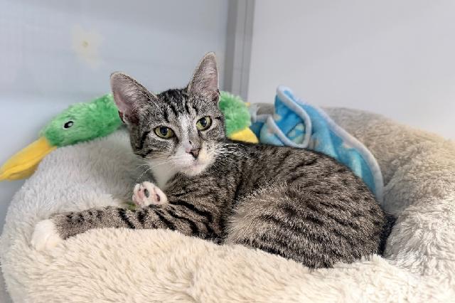 My name is Margerita and I am ready for adoption. Learn more about me!