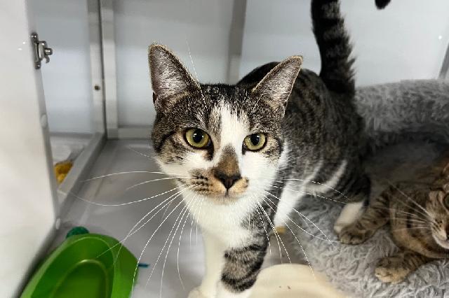 My name is Jillian and I am ready for adoption. Learn more about me!