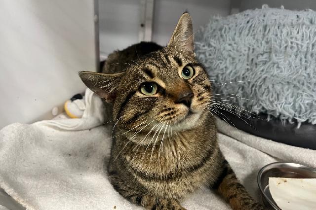 My name at SAFE Haven was Peso Pluma and I was adopted!