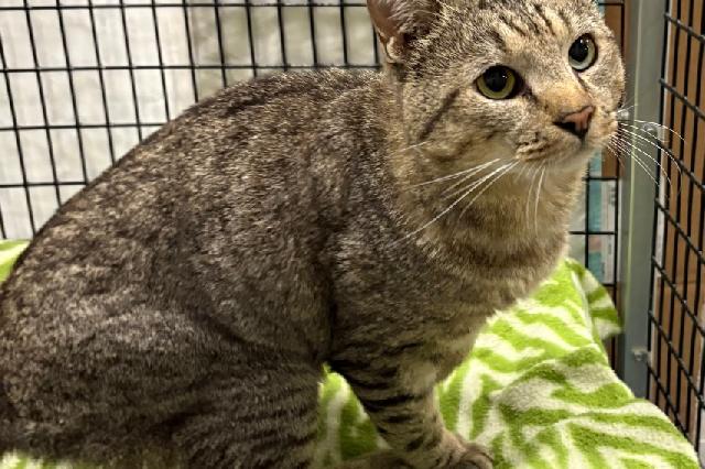 My name at SAFE Haven was Sea Lion and I was adopted!