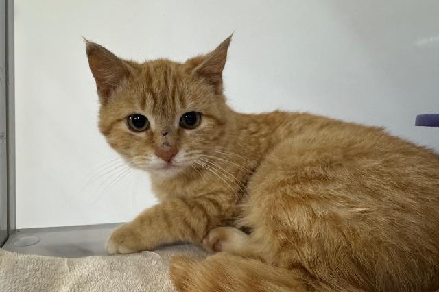 My name is Corn Cob and I am ready for adoption. Learn more about me!