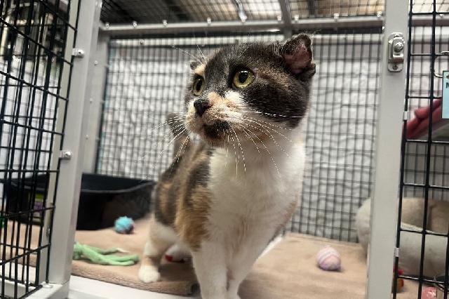 My name is Crocus and I am ready for adoption. Learn more about me!