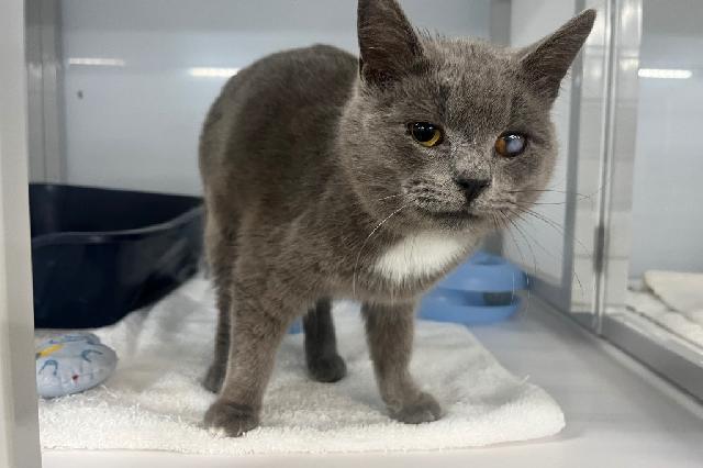 My name at SAFE Haven was Karate Kid and I was adopted!