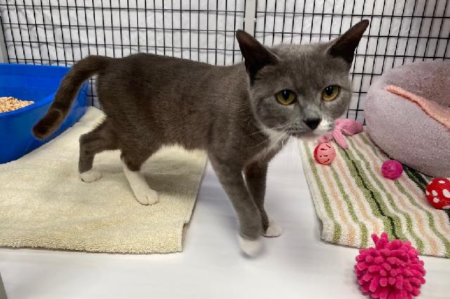 My name is Mitsie and I am ready for adoption. Learn more about me!