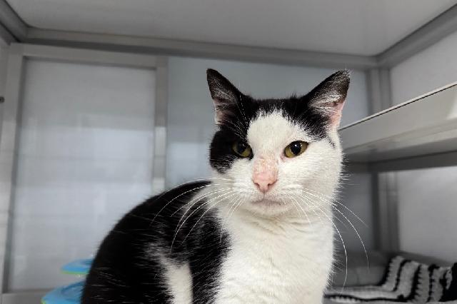 My name is Dairy Queen and I am ready for adoption. Learn more about me!