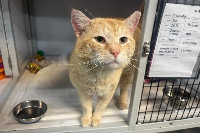 My name is Macavity and I am ready for adoption. Learn more about me!