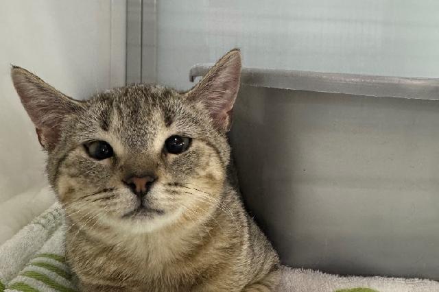 My name at SAFE Haven was Gin & Tonic and I was adopted!