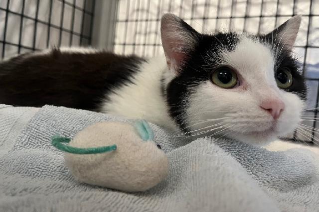 My name at SAFE Haven was Kinkajou and I was adopted!