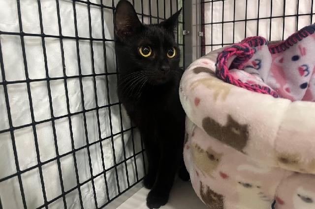 My name is Whisper and I am ready for adoption. Learn more about me!