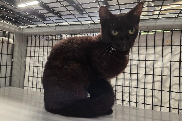 My name is Red Leaf Lettuce and I am ready for adoption. Learn more about me!