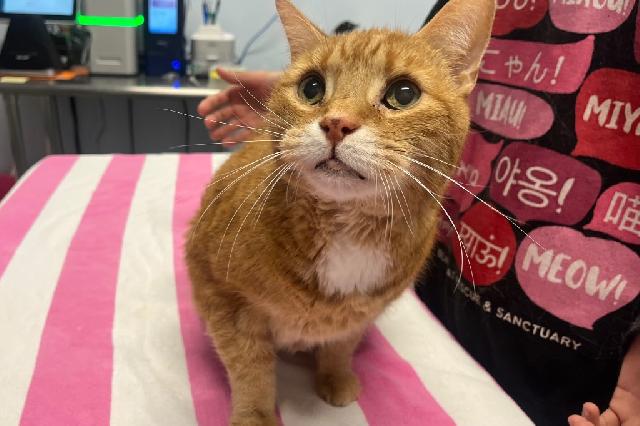 My name at SAFE Haven was Maxamillion and I was adopted!