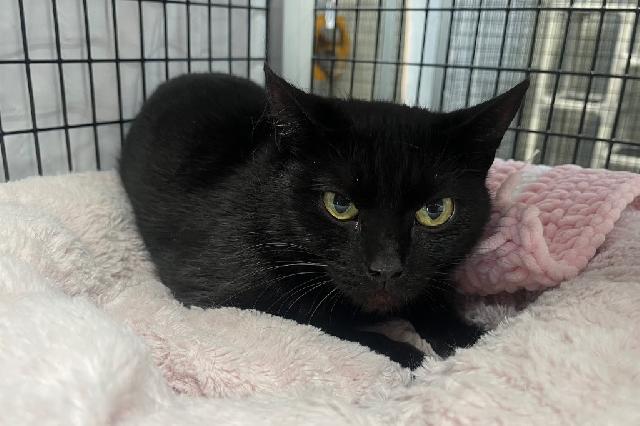 My name is Murkrow and I am ready for adoption. Learn more about me!