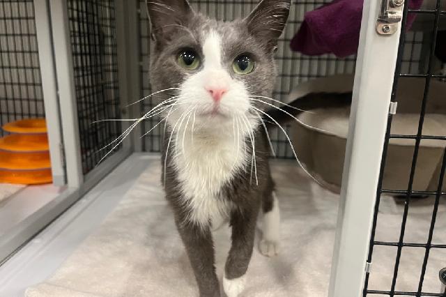 My name is Griddler and I am ready for adoption. Learn more about me!