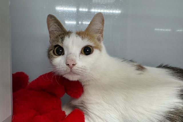 My name at SAFE Haven was Molley and I was adopted!