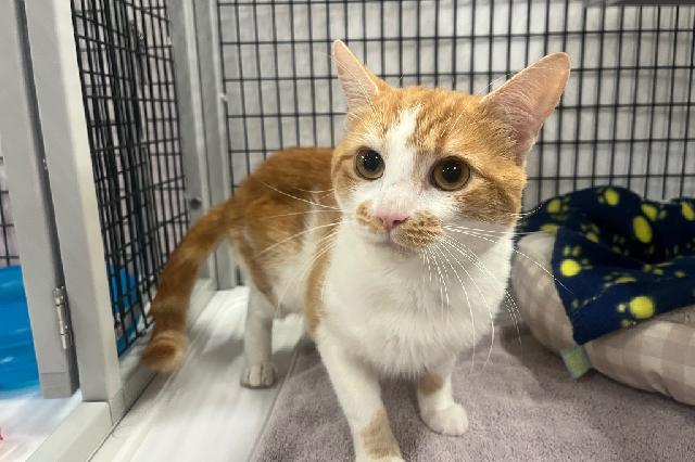 My name is Jorge and I am ready for adoption. Learn more about me!