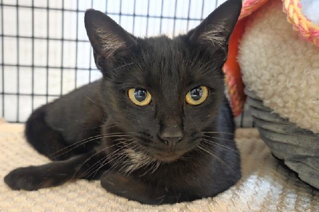 My name is Belfast and I am ready for adoption. Learn more about me!
