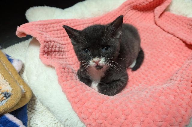 My name at SAFE Haven was Piano Sonata and I was adopted!