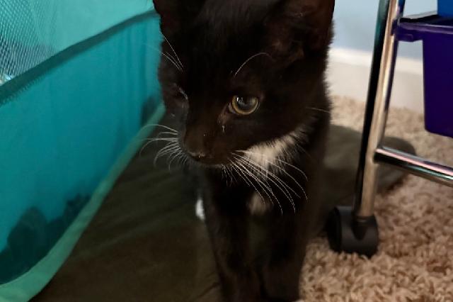 My name at SAFE Haven was Gungus and I was adopted!