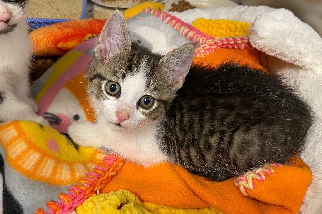 My name is Nanaimo Bar and I am ready for adoption. Learn more about me!