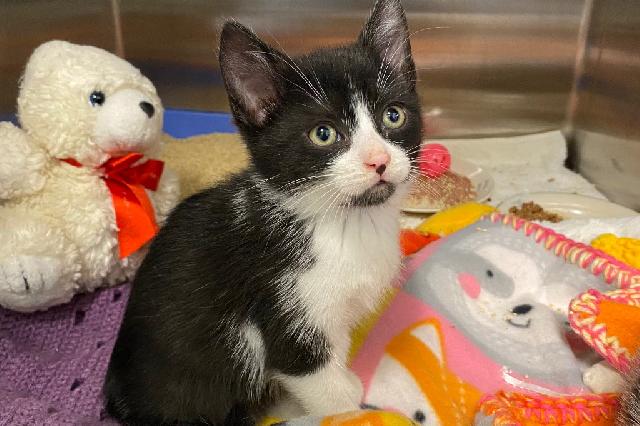 My name is Cookie Crumble and I am ready for adoption. Learn more about me!