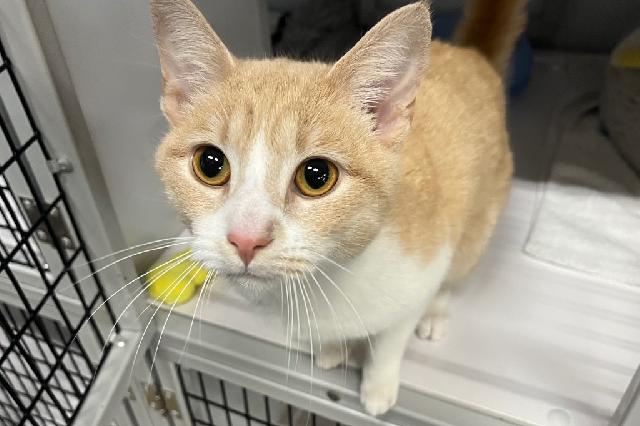 My name at SAFE Haven was Durian and I was adopted!