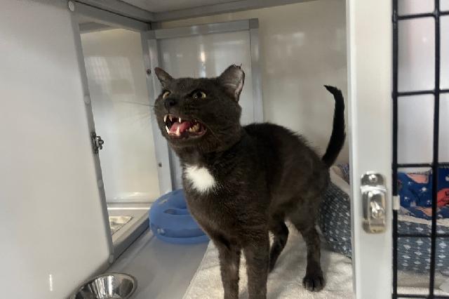 My name at SAFE Haven was King Neptune and I was adopted!