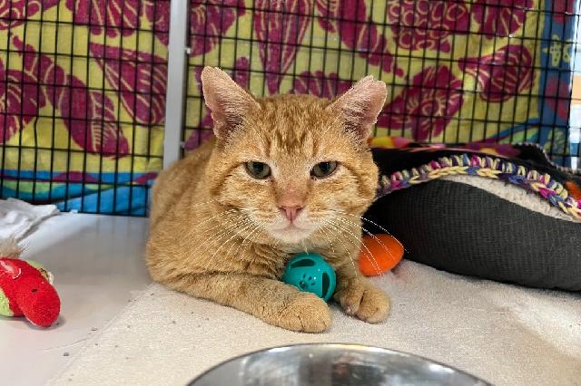 My name at SAFE Haven was Cheeseballs and I was adopted!